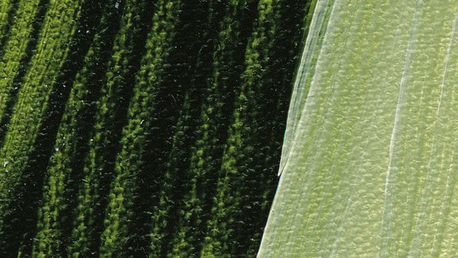 Hovedbilde Schmincke Akademie 60ml. sap green