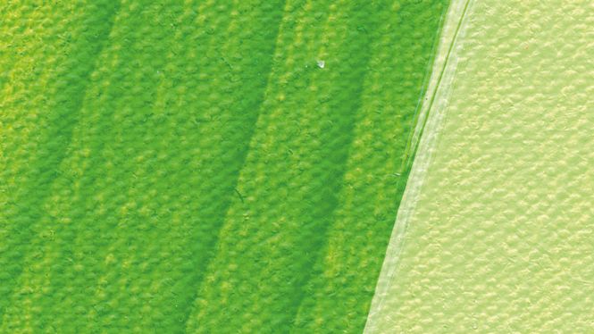 Hovedbilde Schmincke Akademie 250ml. may green