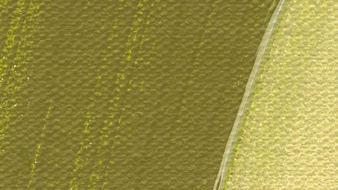 Hovedbilde Schmincke Akademie 250ml. olive green