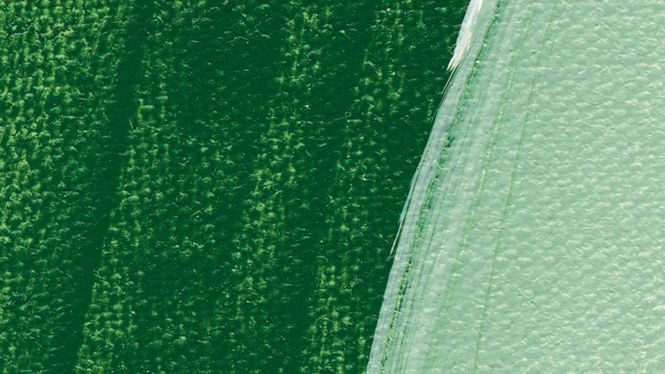 Hovedbilde Schmincke Akademie 250ml. leaf green